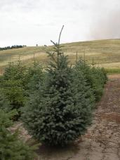 Engelmann Spruce